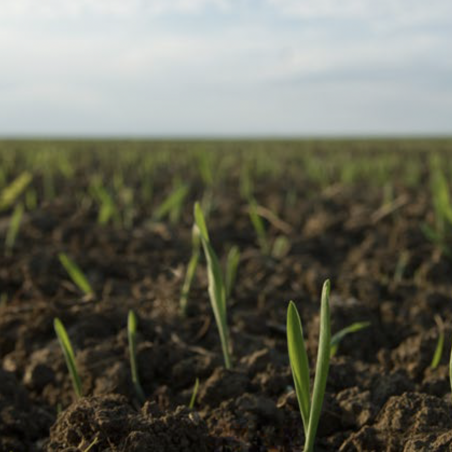 Photograph of shoots emerging from the earth